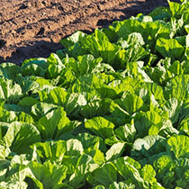 農業のお客様へ